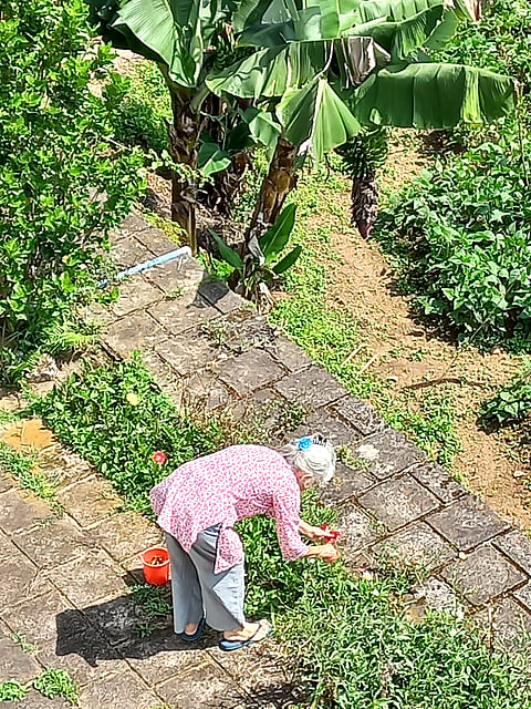 Nurturing the garden